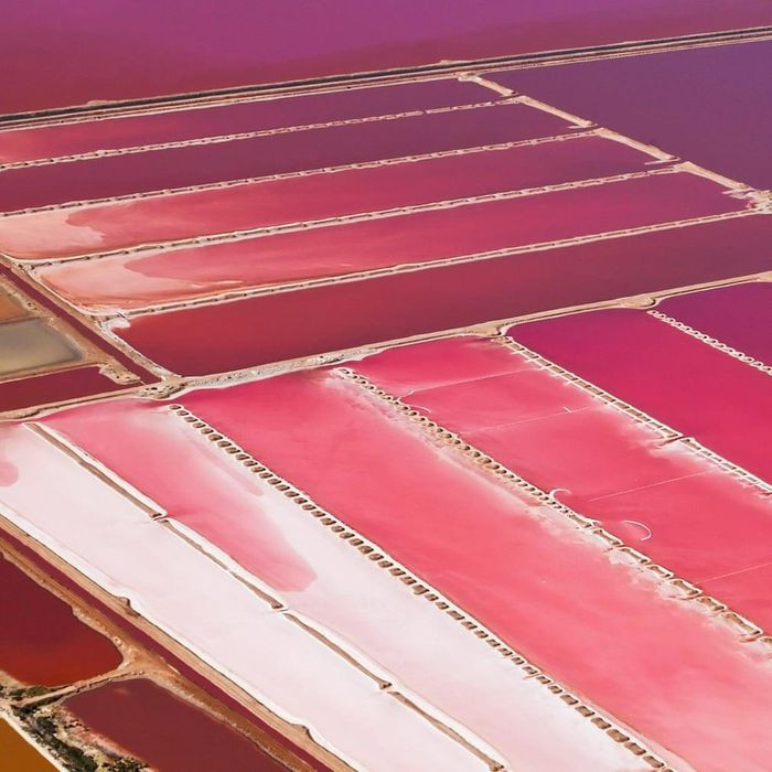 5. Hồ Hutt Lagoon, Australia. Hutt là hồ muối nằm ở bờ biển phía Bắc Sông Hutt và nằm sát bờ biển phía Tây Australia. Hồ dài khoảng 14km, rộng 2km và kéo dài song song với bờ biển.