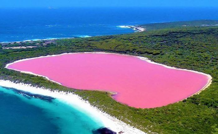 Tuy nhiên, nhiều nhà khoa học suy đoán rằng, màu hồng của hồ được tạo bởi các loài sinh vật Dunaliella salina và Halobacteria.