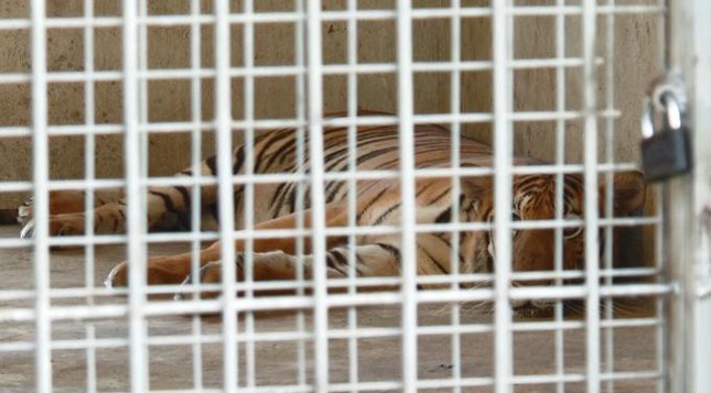 Đại tá Nguyễn Đức Hải - Phó Giám đốc, Thủ trưởng Cơ quan CSĐT Công an tỉnh Nghệ An cho biết, chưa có chuyên án nào thu giữ cá thể hổ nhiều như vậy. Sau khi bảo quản, cấp đông 8 con hổ phục vụ công tác điều tra, 9 con hổ còn sống được chuyển cho khu du lịch sinh thái tạm thời chăm sóc.