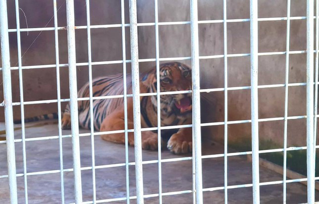 Ông Nguyễn Ích Hiếu - Giám đốc Khu du lịch sinh thái Mường Thanh Diễn Lâm cho biết, khi tiếp nhận, có 8 con hổ đã chết và được cấp đông bảo quản giúp cơ quan công an phục vụ công tác điều tra. 9 con hổ còn lại được đơn vị tiếp nhận trong tình trạng rất yếu.