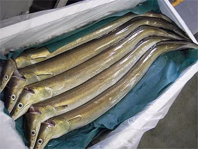 Giá bán loại nhỏ khoảng 220.000 đồng - 250.000 đồng/kg, nhưng giá bán loại lớn lên đến 350.000 đồng - 400.000 đồng/kg.