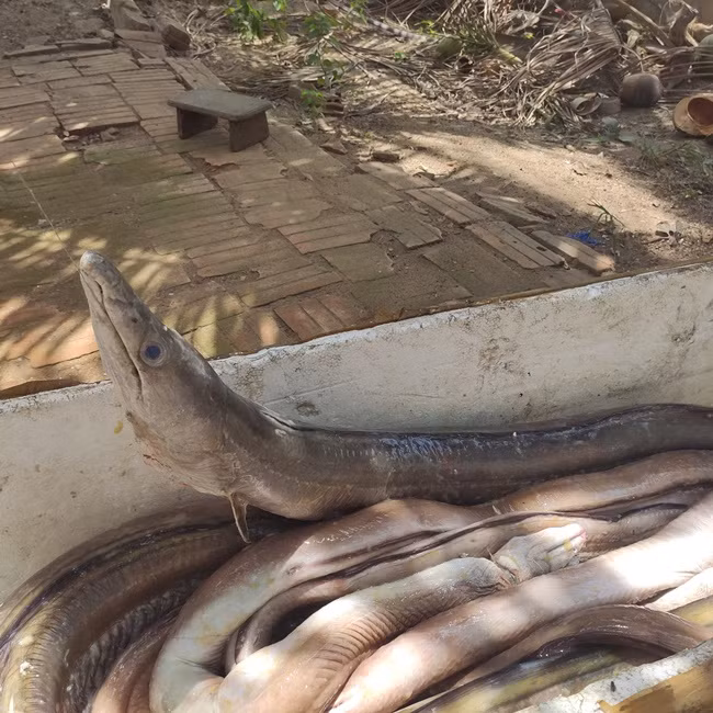 Tại Việt Nam, chúng phân bố ở khu vực như Phú Yên, Đà Nẵng.