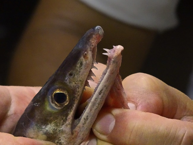 Loại cá này có môi dài, thân hình ống gần giống cá chình. Đoạn đầu tiết diện như hình tròn, phần sau dẹt về một bên.