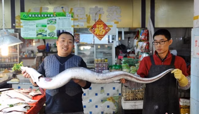 Cách đây không lâu, tại Trung Quốc các ngư dân ở Sơn Đông cũng bắt được một chú cá dưa xám dài 1,98m và nặng 45kg.