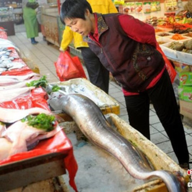 Tuổi thọ của nó được cho là 10 năm vì to gấp 4-5 lần một con cá dưa xám bình thường.