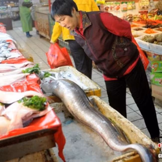 Tuổi thọ của nó được cho là 10 năm vì to gấp 4-5 lần một con cá dưa xám bình thường.