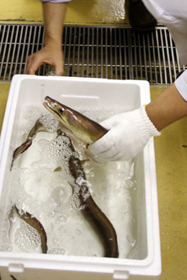 Trung bình chiều dài khoảng 1,5-2m. Cá dưa có vị rất đặc biệt, thơm ngon, thịt của cá trắng tinh, và việc chế biến cá đòi hỏi những đầu bếp chuyên nghiệp