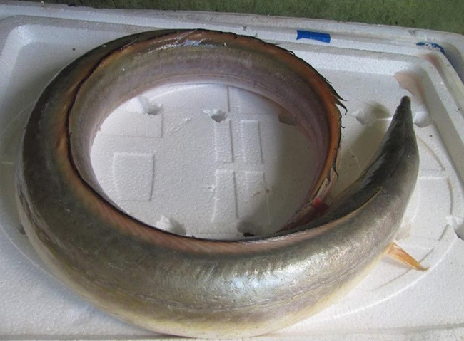 Cá được đánh giá bổ dưỡng chứa canxi, sắt, vitamin A, chất béo trong thịt. Khi mua về có thể chiến biến các món như nấu canh chua, nướng, chiên, hấp, nướng sả...