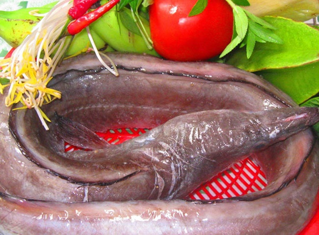 Tại Nhật Bản, cá dưa xám được xem là món quý. Chúng được ăn để chống kiệt sức khi trời nóng.