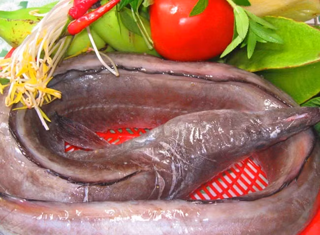 Tại Nhật Bản, cá dưa xám được xem là món quý. Chúng được ăn để chống kiệt sức khi trời nóng.