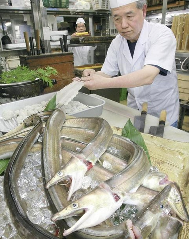 Cá dưa xám còn có nhiều tên là cá lạc bạc, cá lạc ù hay mạn lệ ngự. Nó là một loài cá biển phân bố ở vùng biển Ấn Độ Dương và Thái Bình Dương.