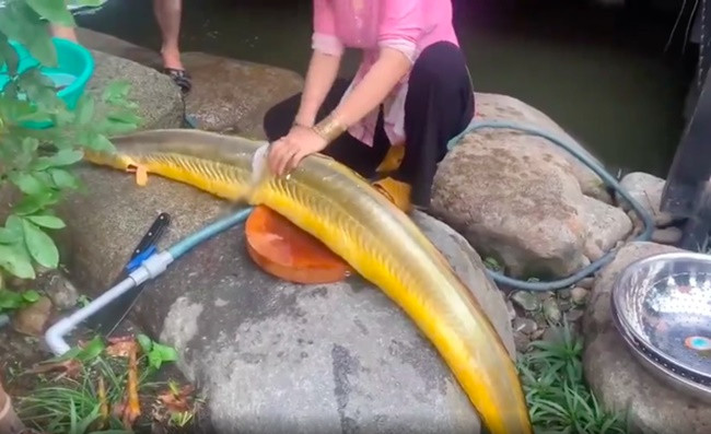 Mới đây, cư dân mạng xôn xao về loại cá có kích thước dài cả mét trông khá lạ. Nhiều người còn đùa như cá thần. Tuy nhiên đây là loại cá không xa lạ với bà con một số vùng biển.