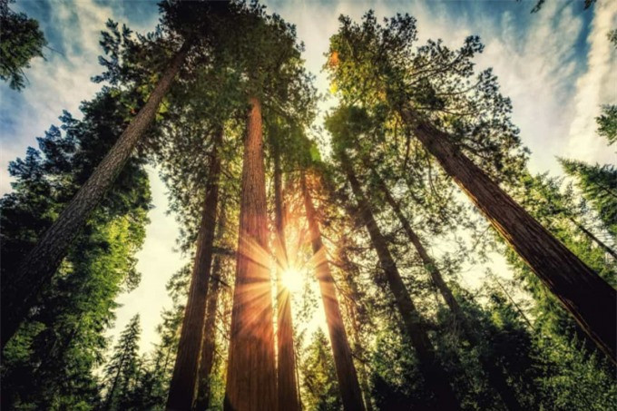 ##sc### Vườn Quốc gia Sequoia ở California là nơi có một số loài cây lớn nhất thế giới. Những cái cây này có thể cao từ 85 - 115 mét và có đường kính khoảng 8 - 12 mét. 