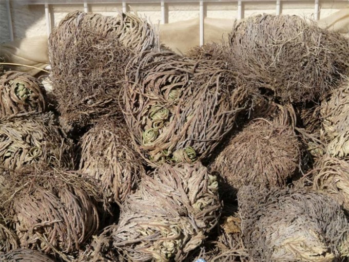 ##sc### Selaginella lepidophylla hay hoa hồng Jericho là loài thực vật có thể hồi sinh sau khi tiếp xúc với nước vài giờ. 