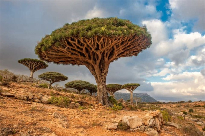 ##sc### Những cây máu rồng này có thể được tìm thấy tại Socotra, một quần đảo ở Yemen. 