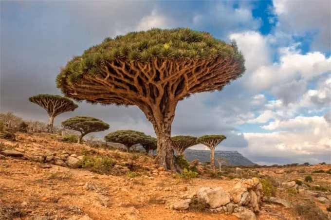  Những cây máu rồng này có thể được tìm thấy tại Socotra, một quần đảo ở Yemen. 