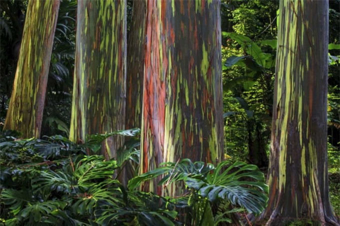 ##sc### Đảo Mindanao ở Philippines là quê hương của những cây bạch đàn cầu vồng. 