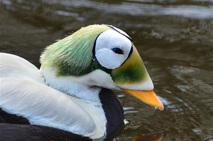 Loài vịt nhung với gương mặt "điềm tĩnh sống".