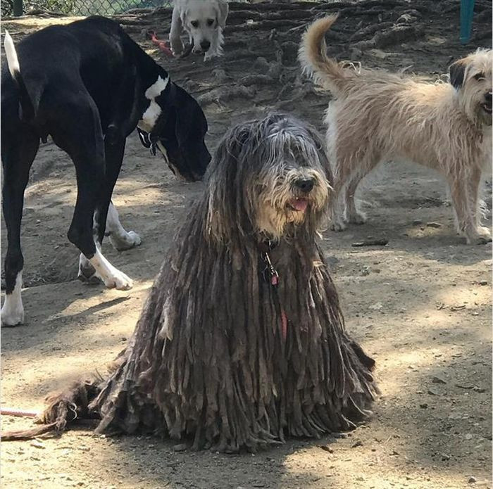 Đây là chó chính hiệu nhé chứ không phải giẻ lau nhà đâu.