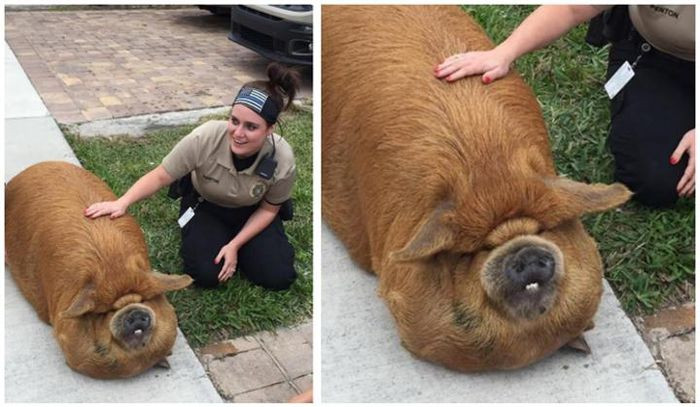"Đừng có mà lấy tui ra làm trò đùa!"