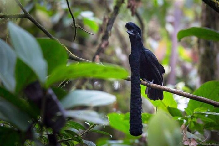 Loài chim Cephalopterus thuộc họ Cotinga với bộ râu “đã lâu không cạo”.
