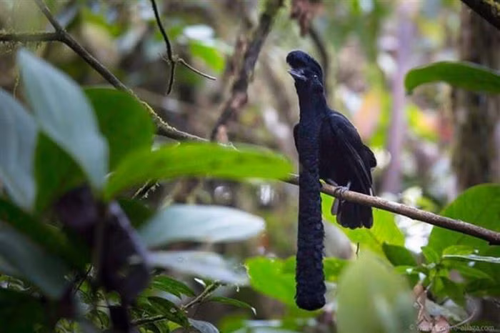 Loài chim Cephalopterus thuộc họ Cotinga với bộ râu “đã lâu không cạo”.