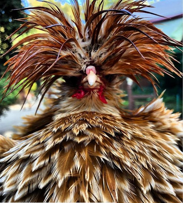 Bộ lông khủng của chú gà khiến nhiều người choáng.