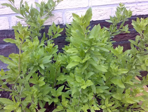 Rau củ khởi. Đây là thứ rau dại mọc ở hàng rào trên mảnh đất Lào Cao. Vị hơi đắng lại ngòn ngọt và mùi thơm đặc trưng đã khiến nó trở thành một thứ đặc sản mà ai lên tới đây cũng muốn ăn thử và thích mang về.