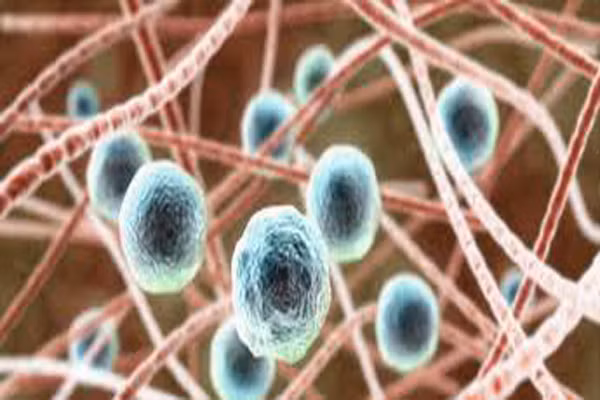 Sự phân chia này cần thời gian, khi chưa kịp phân chia lứa tiếp theo thì nó đã có già và trở thành hoại tử. Cơ chế phân chia tế bào phụ thuộc vào một cấu trúc gọi là telomere. Telomere có vai trò di chuyển vật liệu di chuyển để phân chia tế bào.