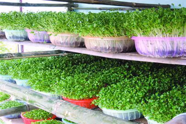 Để đảm bảo có rau sạch cho bé ăn hàng ngày các mẹ nên tự trồng rau mầm cho bé vì trồng rau mầm rất đơn giản, chỉ sau 5 ngày cả bé và gia đình đã có một mẻ rau mầm sạch ngon.