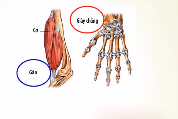 Các dây chằng có chức năng ràng buộc các khớp, gân, cơ xương với nhau. Khi về già độ đàn hồi của nó kém đi làm cho các khớp chặt cứng hơn. Mô cũng suy yếu, vì vậy mà mọi người cảm thấy kém linh hoạt hơn. Ảnh: Duocdongduong.