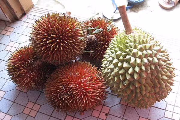 Đặc biệt là chất béo bão hòa mà có thể làm tăng cholesterol trong máu. Khi kết hợp hai loại này với nhau rất dễ khiến cholesterol trong máu tăng cao đột ngột và mạch máu sẽ không tải nổi.