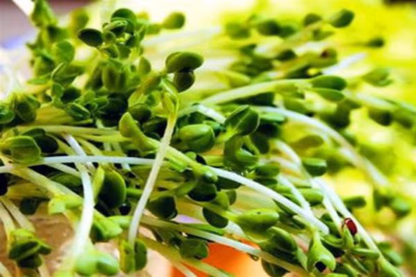 Tuy nhiên khi sử dụng loại thực phẩm này trong bữa ăn cũng phải rất cẩn trọng vì những mặt trái của nó đối với sức khỏe khi sử dụng không đúng cách. Nếu như bảo quản không đúng cách, loại rau này có thể gây hại cho sức khỏe vì nó dễ bị nhiễm khuẩn khi phân bón và hóa chất bón quá liều lượng.