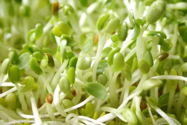 Rau mầm là một loại thực phẩm dễ chế biến và sử dụng, có rất nhiều tác dụng hữu ích đối với sức khỏe của bé như: hàm lượng dinh dưỡng, phòng tránh các loại bệnh, giảm béo phì…