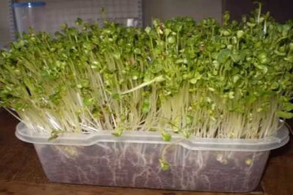 Khi mua rau mầm về nhà, mẹ rửa thật sạch, nhiều lần dưới vòi nước đang chảy. Mẹ phải hết sức nhẹ tay để rau không bị dập nát. Nên ngâm muối trước khi chế biến thức ăn cho bé. Lượng muối ngâm cũng phải vừa đủ, khoảng 1 thìa cà phê muối cho 3 lít nước ngâm trong vòng 10 – 15 phút.