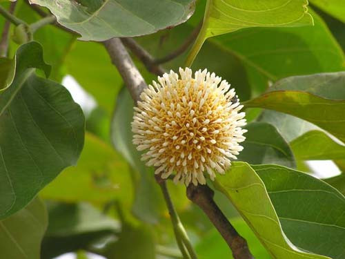 Gáo kho cá. Gáo là một loại cây khá nhiều ở một số khe suối hoặc chân đồi ở Ninh Bình. Khi kho cùng với cá, gáo được xếp một lớp dưới đáy nồi, sau đó xếp cá cắt khúc cùng gáo thái lát hoặc xắt miếng lên trên.