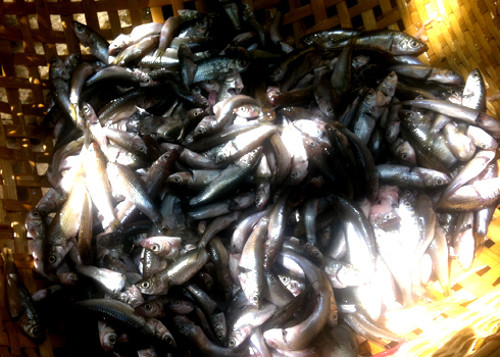 Cá linh chiên bột. Cá linh là loại cá nước ngọt có nhiều ở miền tây khi cá trưởng thành to bằng ngón tay. Cá linh chiên bột là món ăn đầu mùa nước nổi của người miền Tây Nam bộ.