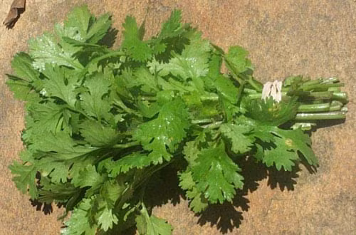 Nước ép rau mùi. Nghiền nát một bó rau mùi nhỏ rồi dán rau mùi nát lên trên các nốt ruồi hàng ngày. Thực hiện khoảng 3 tuần liên tiếp.