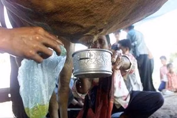 3. Nước tiểu bò. Những người theo đạo Hindu cho rằng, nước tiểu bò có thể chữa được mọi loại bệnh, như đường ruột, bệnh tim, ung thư. Phân bò tươi có thể chữa lành vết thương, còn phân khô được họ dùng để tẩy da chết trên mặt rất hiệu quả.