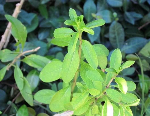 Rau củ khởi thường nấu với nước xương hầm hoặc thịt băm. Canh rau củ khởi ăn nóng và nguội đều ngon. Khi mới ăn, thực khách có cảm giác hơi đắng ở đầu lưỡi, nhưng sau có vị ngọt bùi đọng lại, khiến người ăn không biết ngán bao giờ.