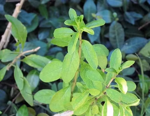 Rau củ khởi thường nấu với nước xương hầm hoặc thịt băm. Canh rau củ khởi ăn nóng và nguội đều ngon. Khi mới ăn, thực khách có cảm giác hơi đắng ở đầu lưỡi, nhưng sau có vị ngọt bùi đọng lại, khiến người ăn không biết ngán bao giờ.