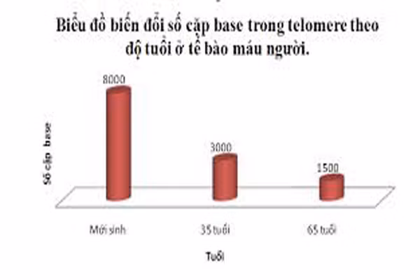 Mỗi khi một tế bào phân chia, các telomere ngắn đi một chút, và cuối cùng nó ngắn hết mức có thể khiến tế bào không thể phân chia được nữa. Song, các tế bào có thể bị giảm vòng đời bởi các chất độc hại, chẳng hạn như bức xạ, tia UV, hóa chất trị liệu. Ảnh: hoctotsinhhoc