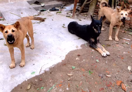 Hiện đã có gần 100 người trên địa bàn xã Bắc Sơn bị chó lạ tấn công