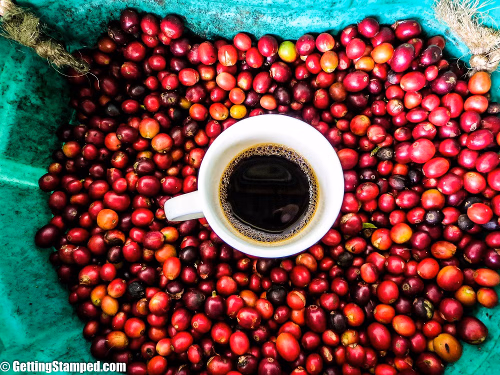 Bên cạnh việc khám phá lịch sử và cảnh quan, du khách đến đây tha hồ tận hưởng sự phong phú và hương vị thơm ngon khó tả của hạt cà phê nguyên chất. Ảnh: Gettingstamped.com.