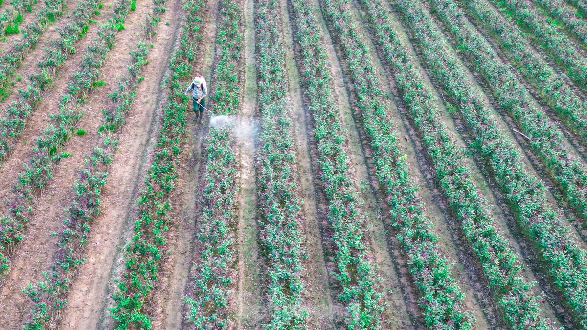 Năm nay người nông dân phải chăm sóc cây và khôi phục vườn, thay vì thu hoạch bội thu để bán hoa trong dịp lễ 20/10 như mọi năm.