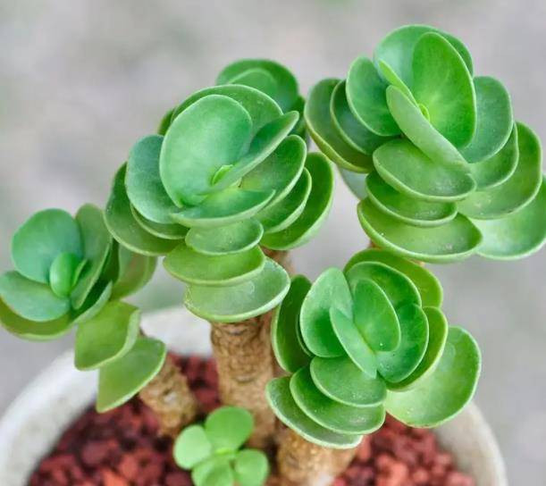  2. Cây cảnh: Ví tiền: Ví tiền hay sen đá ví tiền hay còn gọi là sen đá lục bình (tên khoa học là Portulacaria Molokiniensis). Cây cảnh này có nghĩa là để thu hút sự giàu có và gia tăng sự may mắn cho gia đình. 