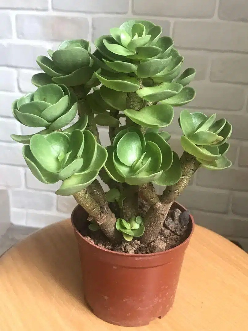 Cây cảnh này nhìn rất độc đáo nên nhiều người yêu thích. Chúng thường được đặt trên bàn làm việc hoặc trên bàn cà phê hoặc bậu cửa sổ trong phòng khách, trông thật ngây thơ và tươi mới.