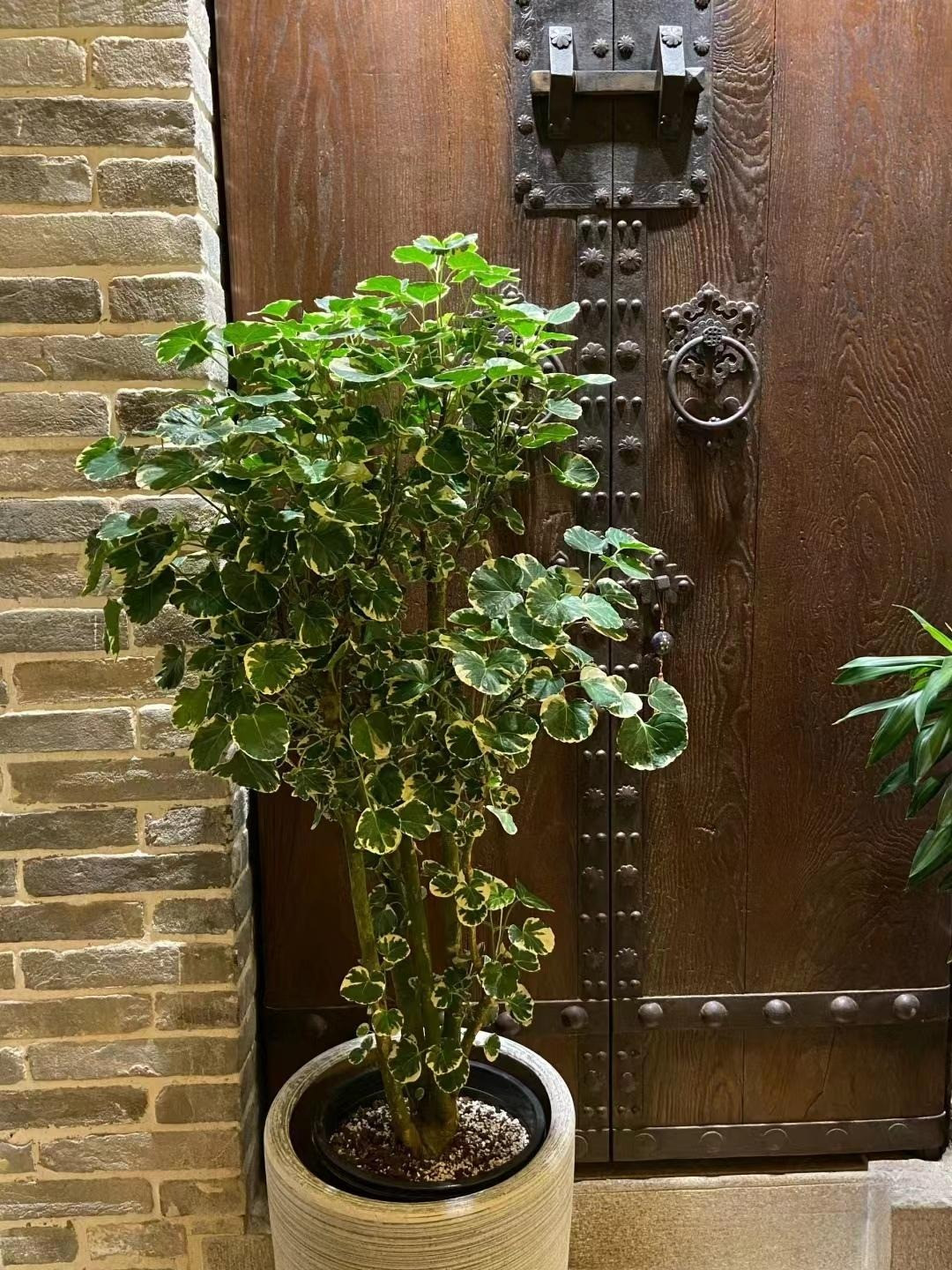  4. Cây cảnh: Túi tiền: Đinh lăng túi tiền (Polyscias balfouriana) còn được gọi là cây đinh lăng lá đĩa, đinh lăng lá tròn. Nhưng chiếc lá tròn của chúng gợi hình ảnh về đồng tiền nhưng có kích cỡ khá to nên mới có biệt danh là "túi tiền". 