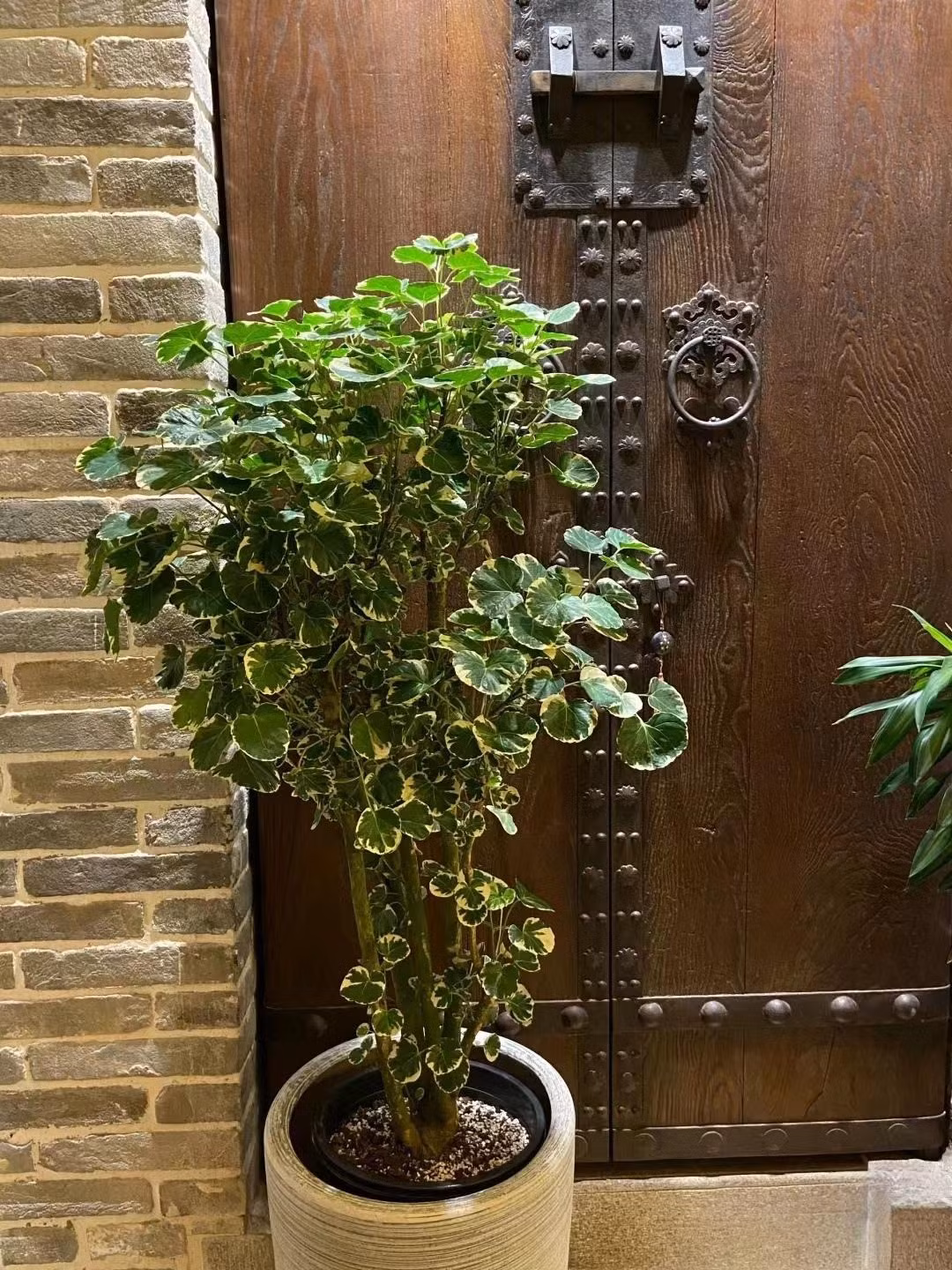  4. Cây cảnh: Túi tiền: Đinh lăng túi tiền (Polyscias balfouriana) còn được gọi là cây đinh lăng lá đĩa, đinh lăng lá tròn. Nhưng chiếc lá tròn của chúng gợi hình ảnh về đồng tiền nhưng có kích cỡ khá to nên mới có biệt danh là "túi tiền". 