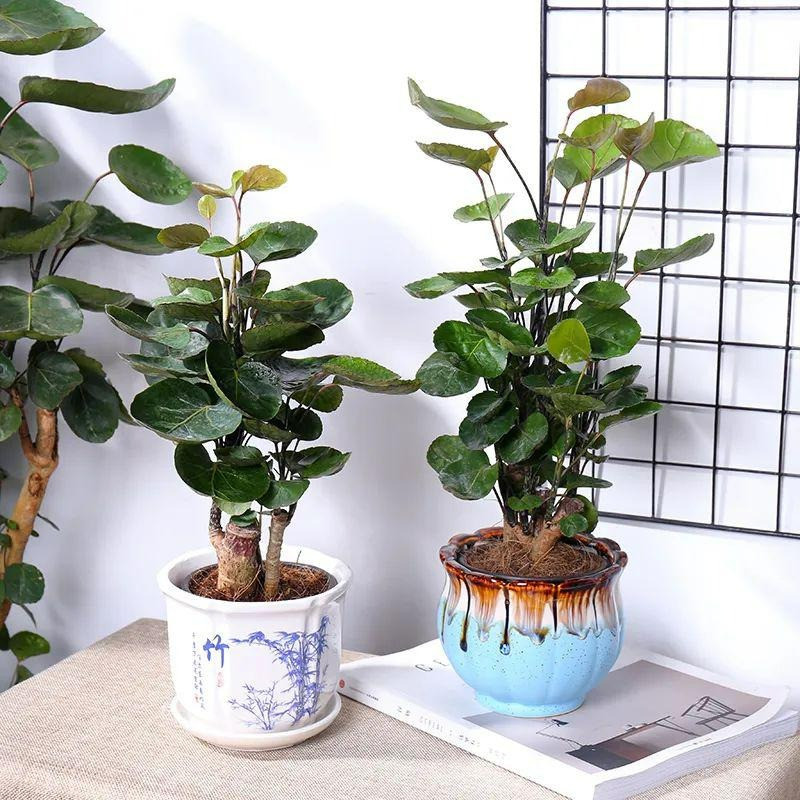  Cây cảnh túi tiền hay còn được gọi là đinh lăng lá đĩa. Sở dĩ chúng có biệt danh này là vì những chiếc tròn, cụp vào trong như chiếc đĩa nhưng lại được liên tưởng với "ví đựng tiền".